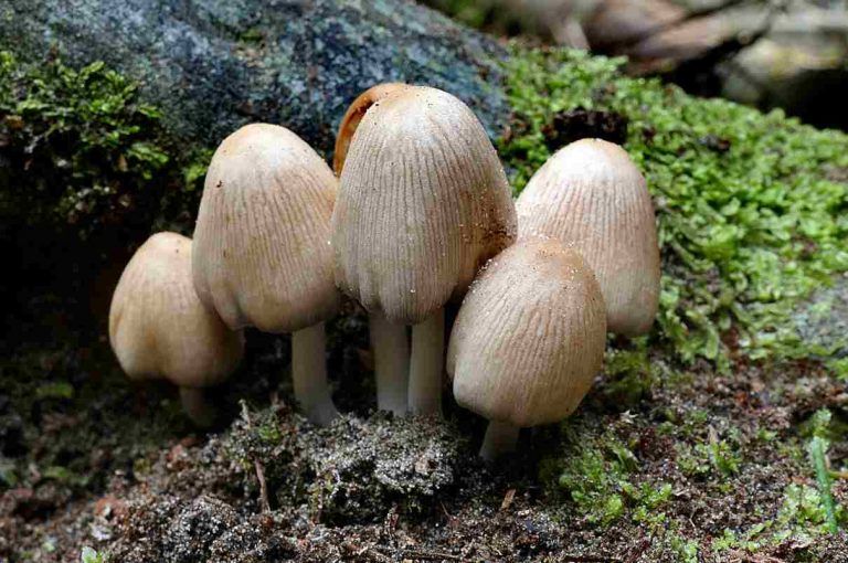 Basidiomycota Basidiomicetos E Introducci N A Las Setas Naturaleza