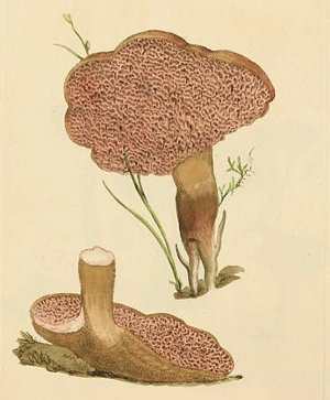 Basidiomycota, basidiomicetos