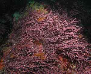 prefacio dígito Controlar Algas rojas Rhodophytas (rodófitas) - Naturaleza y ecología