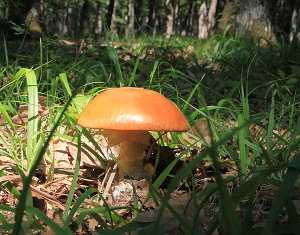 Amanita caesarea (huevo de rey, oronja)