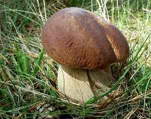 Boletus edulis, seta calabaza