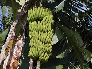 Plátano, musa spp