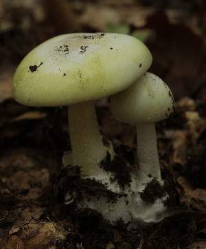 Amanita phalloides, oronja verde, oronja mortal, cicuta verde, amanita verde, sombrero de la muerte, seta del diablo, ilkorra, farinera borda.