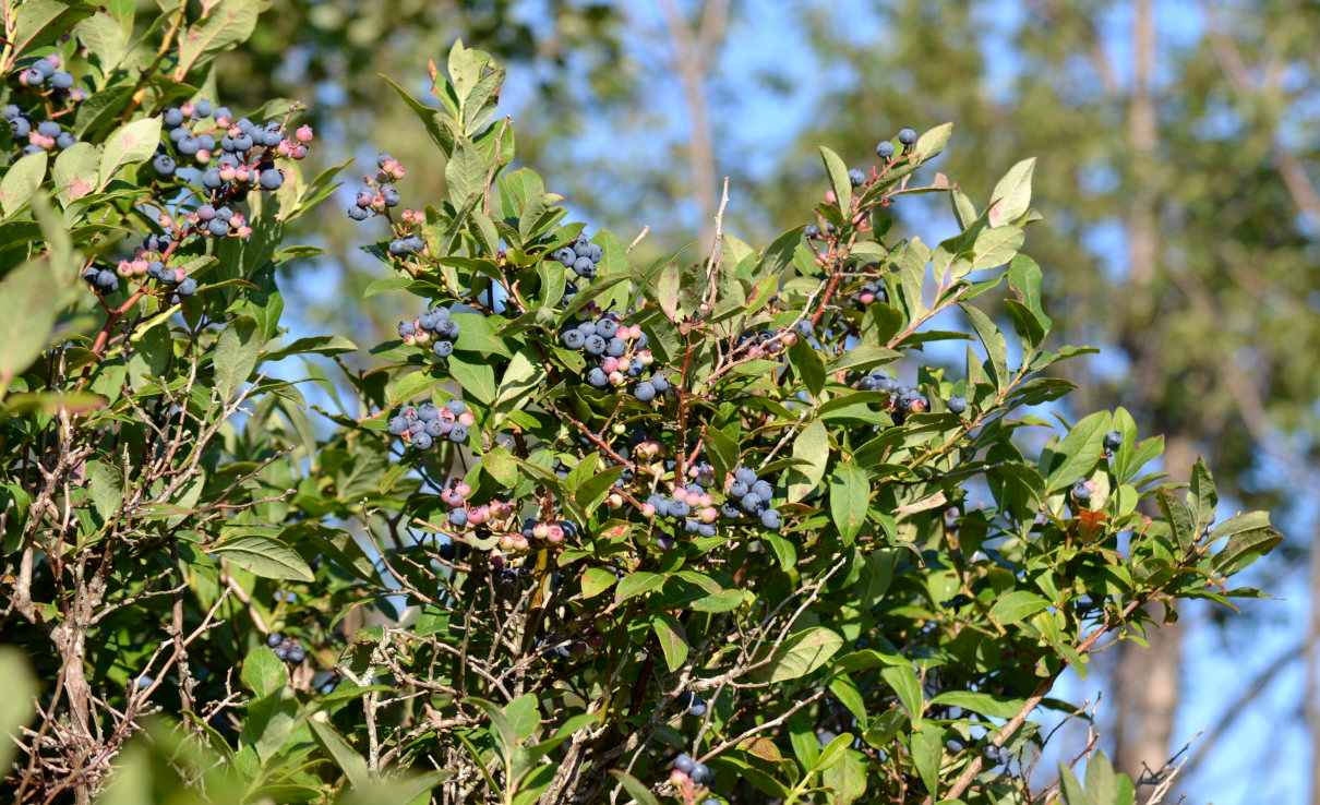 Arándano azul (V. corimbosum), características y propiedades del fruto -  Naturaleza y ecología