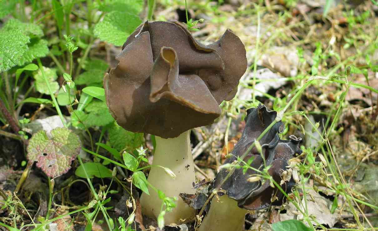 Helvella leucopus