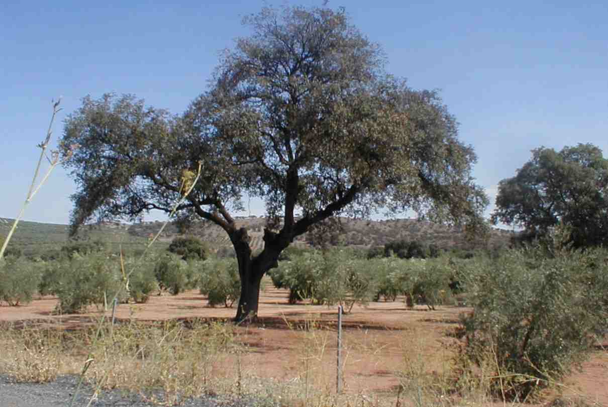 Alcornoque (Quercus suber): características, reproducción, hábitat, usos