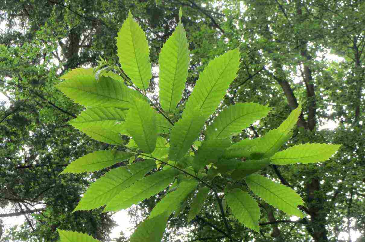 castaño-castanea-sativa