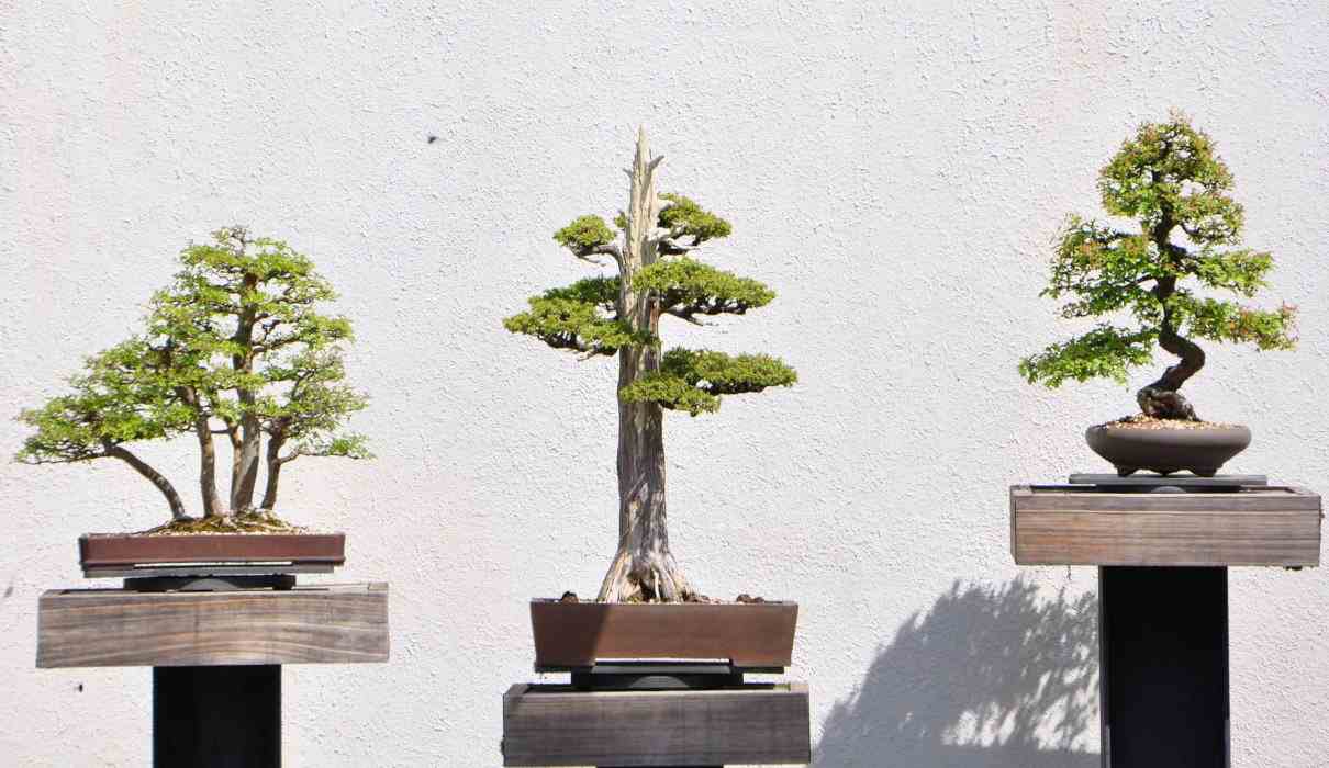 Clasificación de los bonsáis, tipos según escuela japonesa