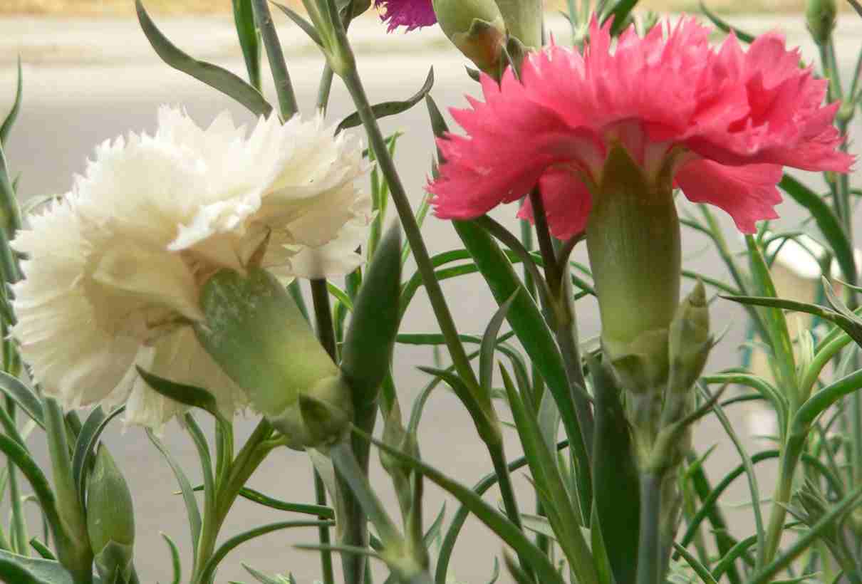Clavel, Dianthus caryophyllus, características, cuidados y cultivo -  Naturaleza y ecología