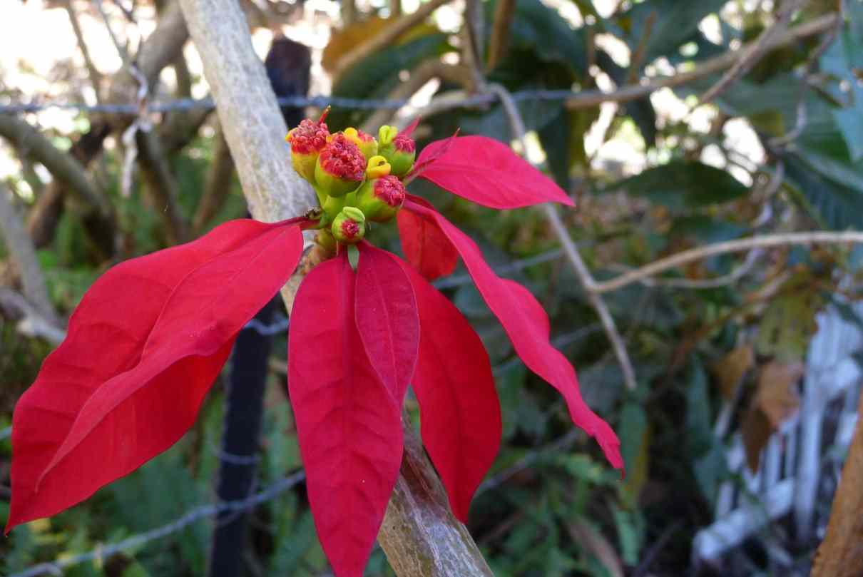 Flor de navidad (Pascua), poinsettia, Euphorbia pulcherrima - Naturaleza y  ecología