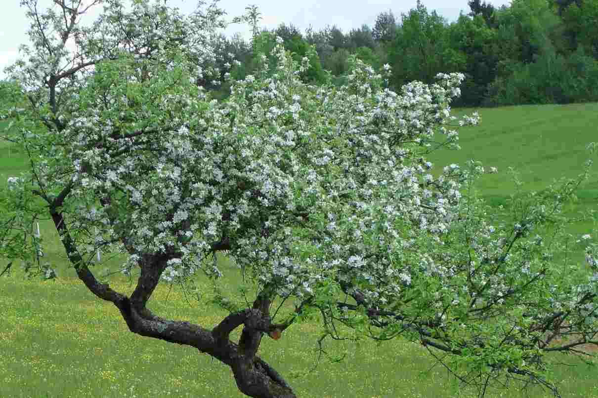 Manzana, características, propiedades y tipos. Manzano árbol, su cultivo