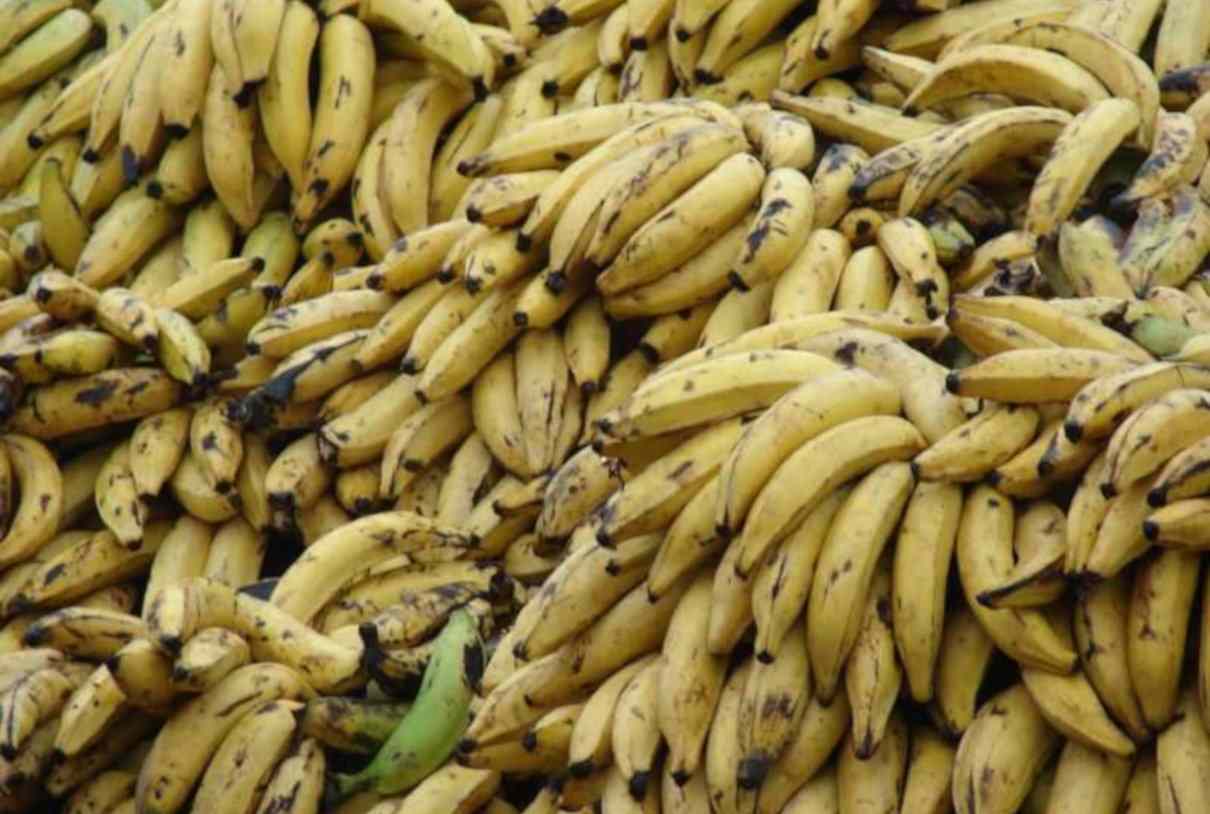 Plátano (Musa spp), cuidados de la planta. Propiedades del plátano