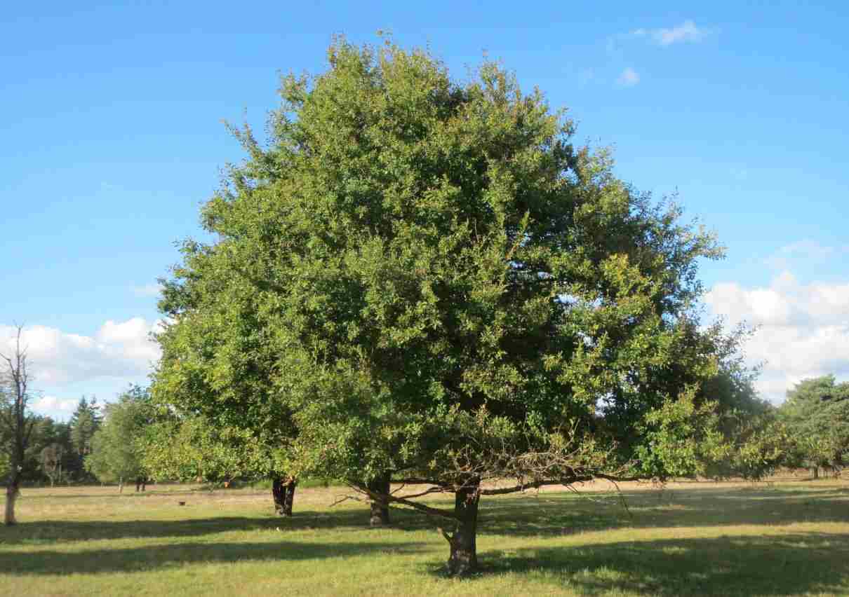 Roble común, Quercus robur