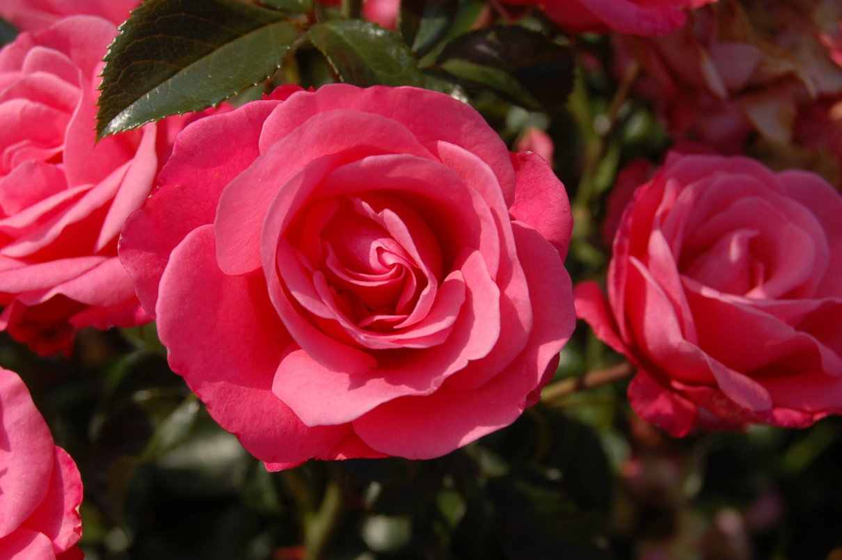 exageración Reunión Sofocar Rosas: características, clasificación, aspectos a considerar en el cultivo  de rosas en jardinería - Naturaleza y ecología