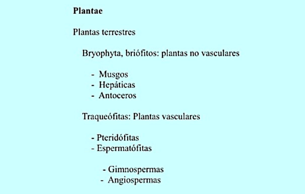 Taxonomía vegetal - clasificación de las plantas terrestres