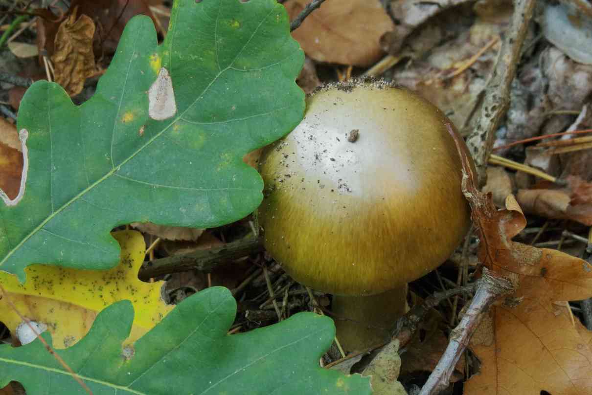 amanita-phalloides-oronja-verde