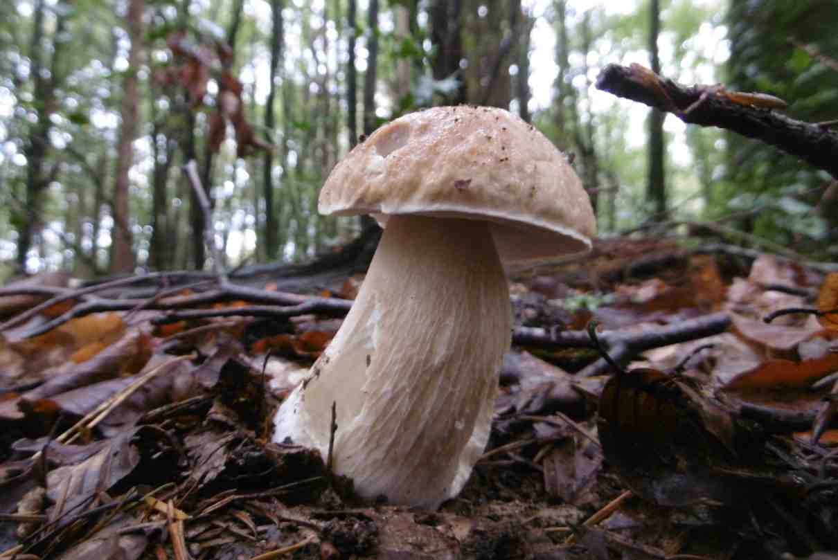 Boletus edulis