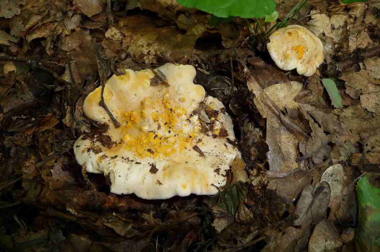 rebozuelo-cantharellus-cibarius