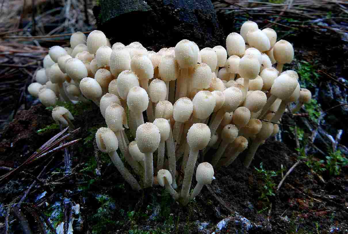 Hongos (reino Fungi): características y clasificación o tipos