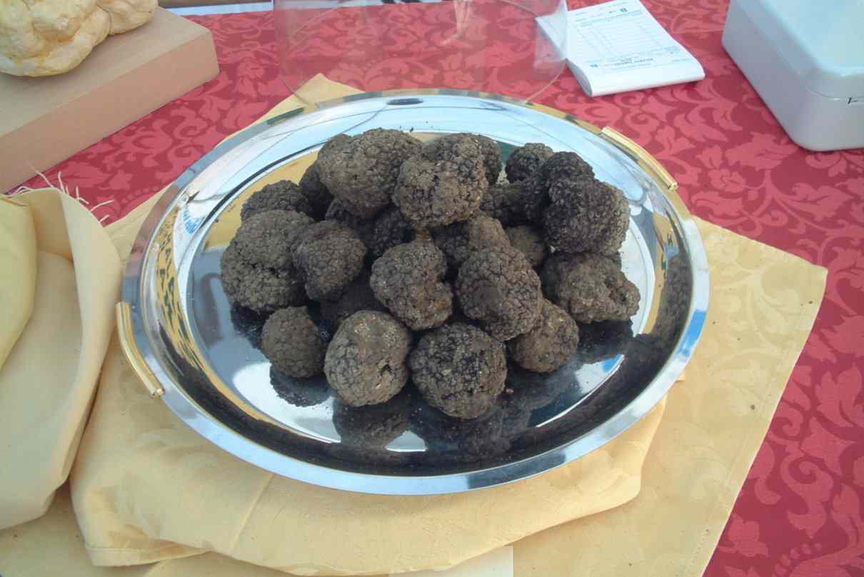 tuber-melanosporum-trufa-negra