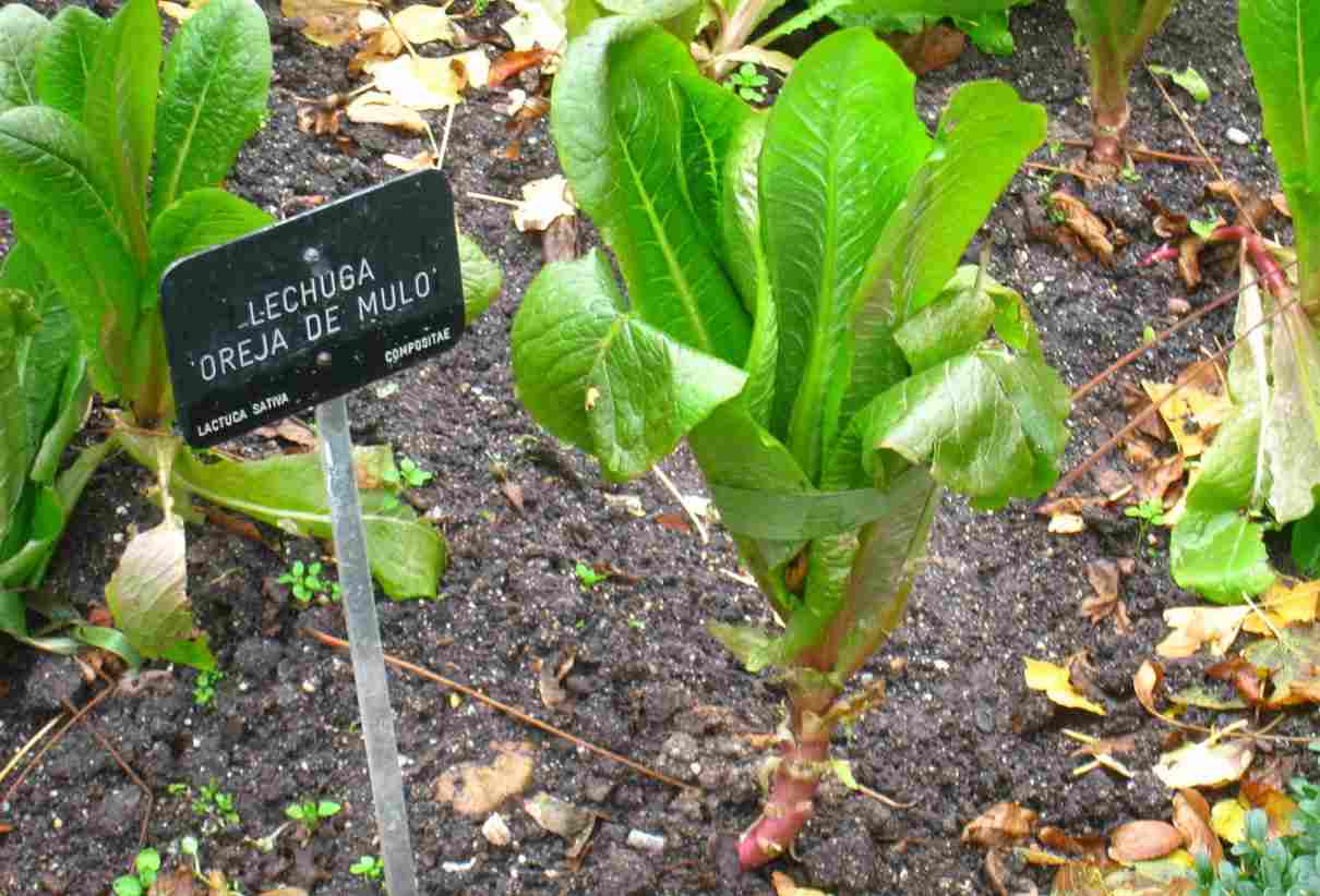 Lechuga, Lactuca sativa, características, cultivo, beneficios y propiedades