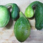 cultivo-del-pepino