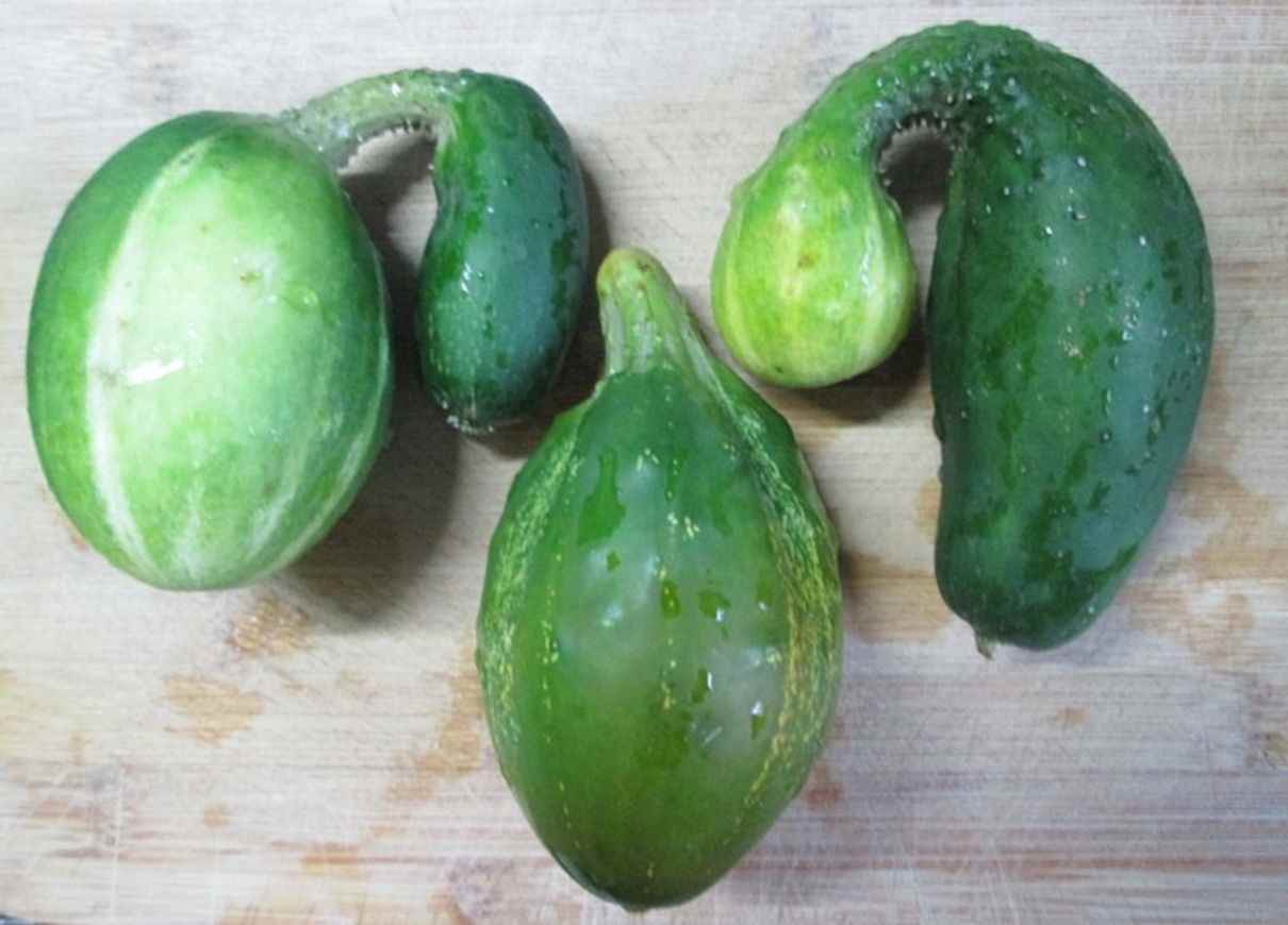 cómo se cultiva el pepino