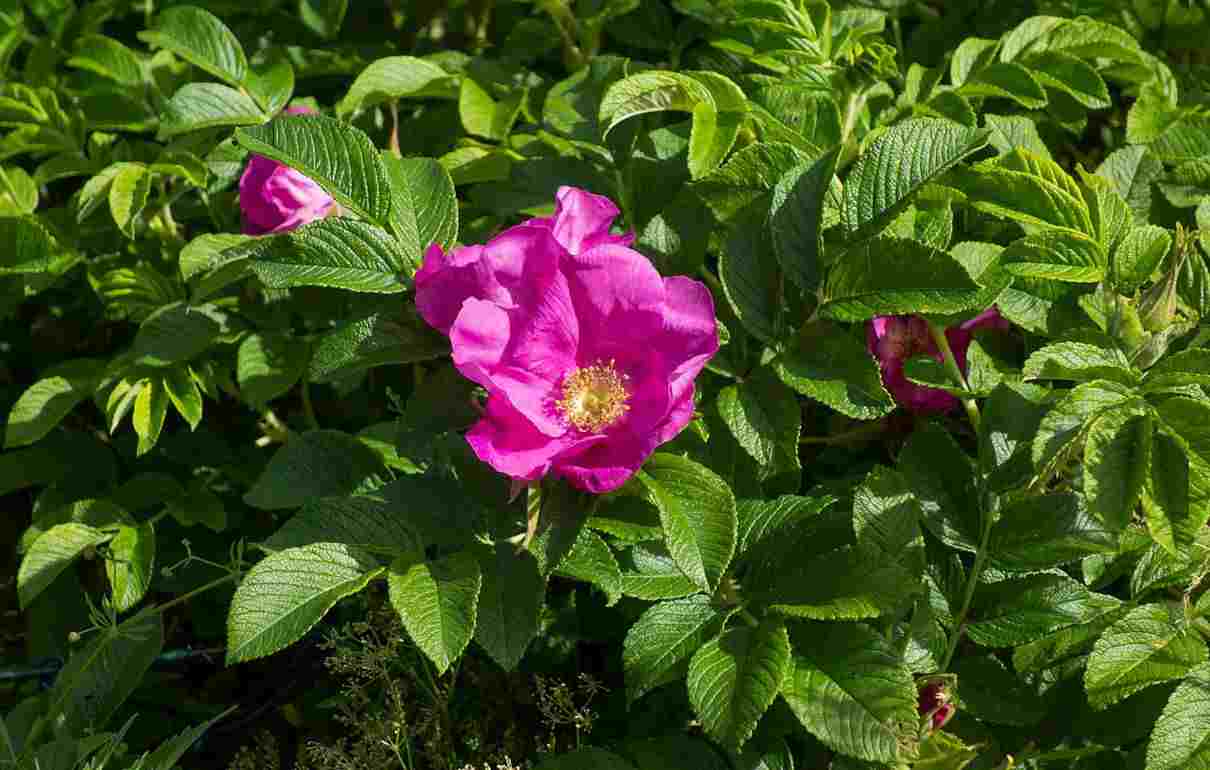 Cómo sembrar rosales, guía para plantar esta planta ornamental