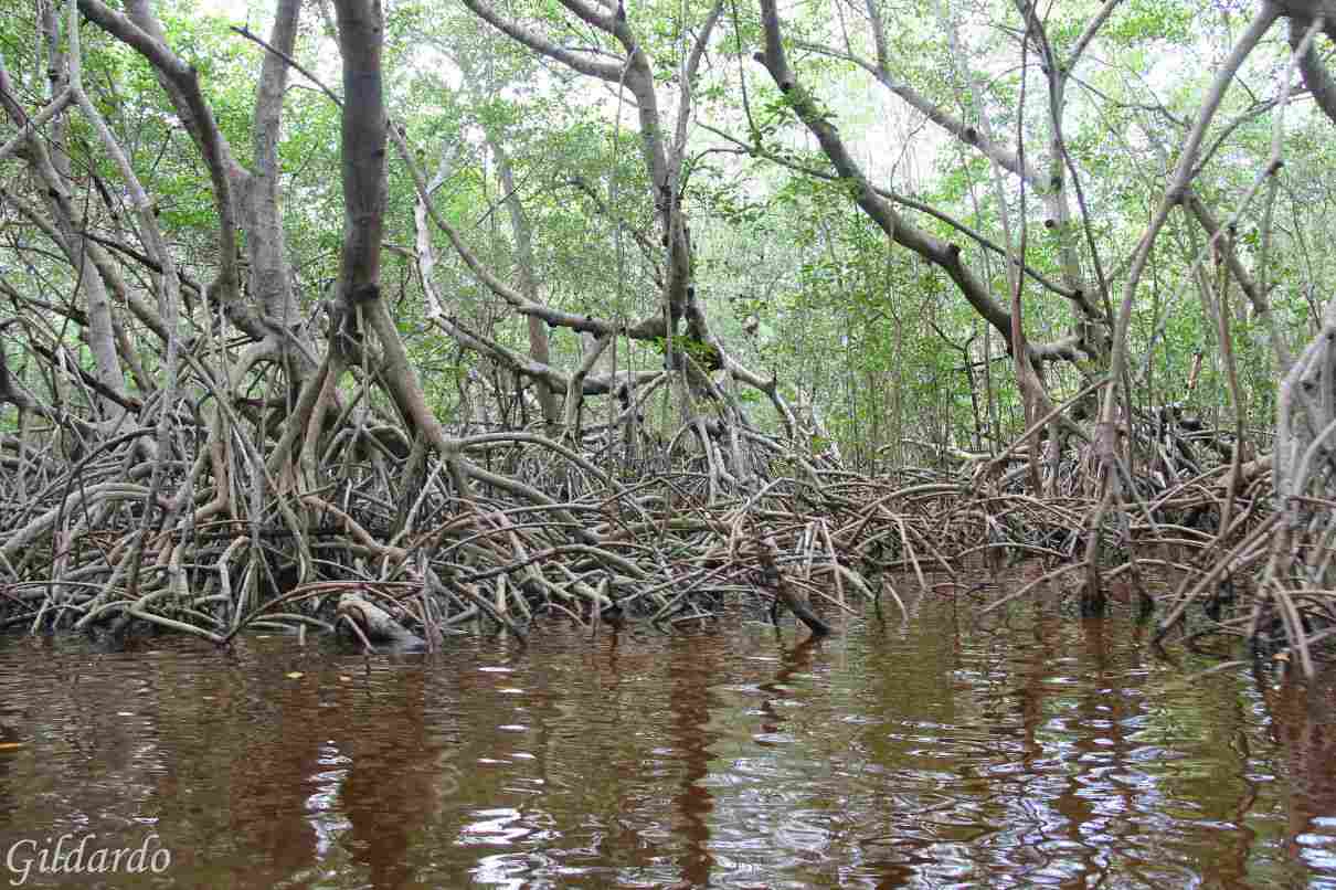 manglar