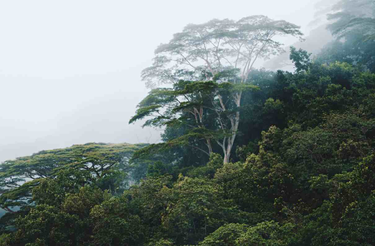 Bosque tropical, características, flora y fauna, dónde se encuentra y tipos  - Naturaleza y ecología