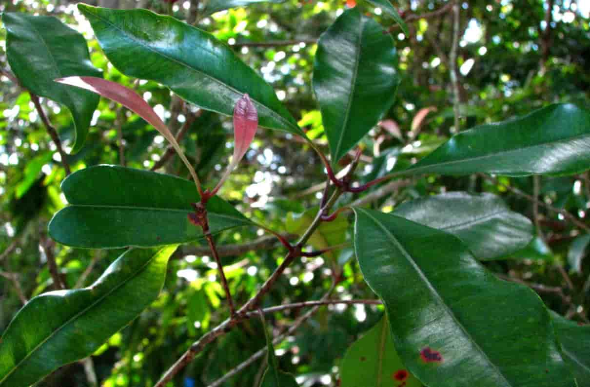 ejemplo-de-alelopatia-en-plantas