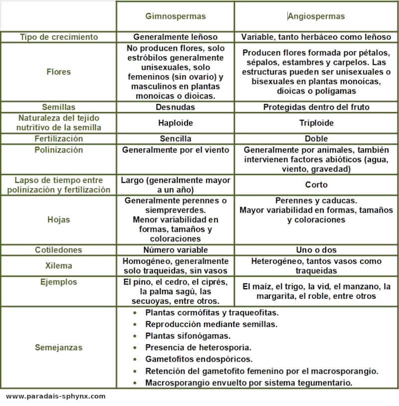 Cuadro comparativo con las diferencias entre angiospermas y gimnospermas