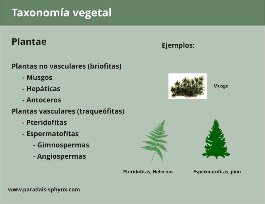 Taxonomía vegetal, clasificación de las plantas
