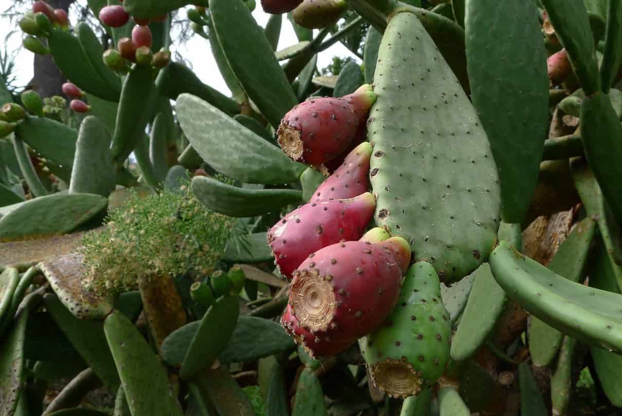 Higo chumbo, Opuntia ficus-indica, propiedades, planta