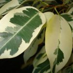 ficus-benjamina