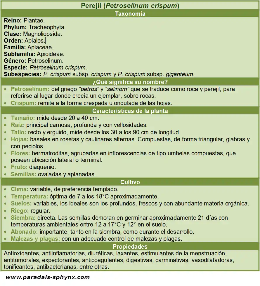 Ficha del perejil, Petroselinum crispum