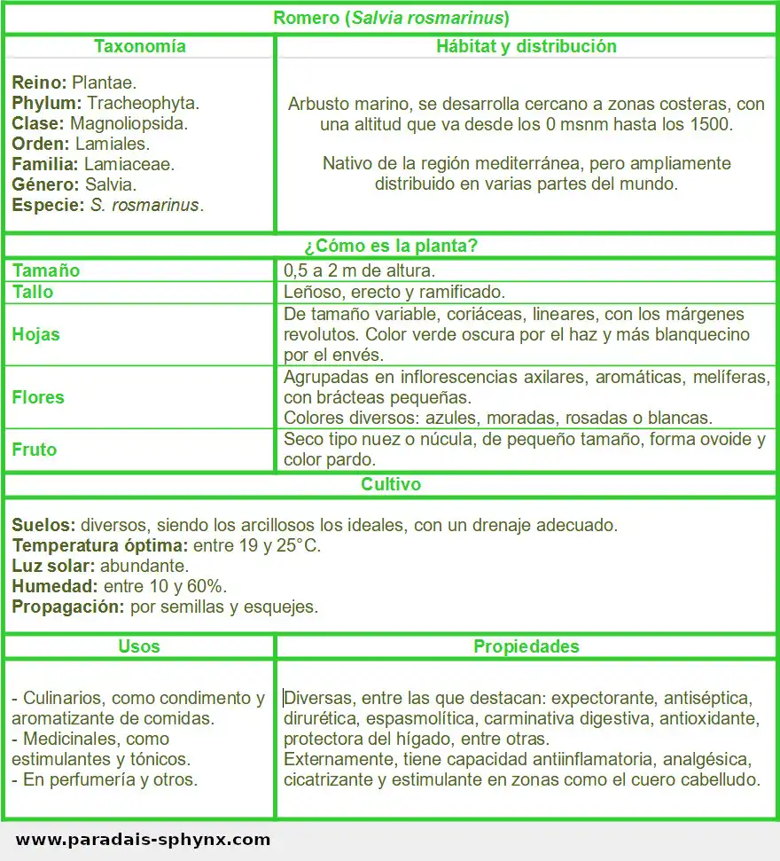 Ficha del romero, Salvia rosmarinus