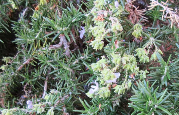 Romero, Salvia rosmarinus, para qué sirve, propiedades