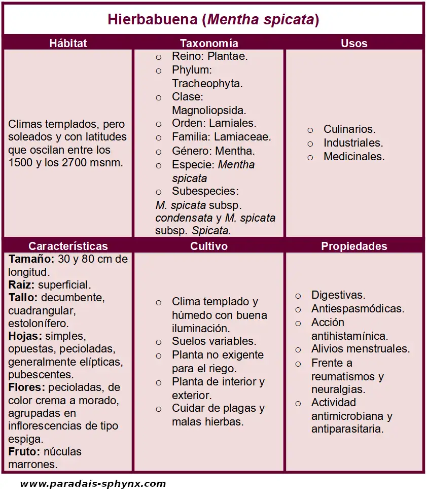 Ficha informativa de Hierbabuena, Mentha spicata