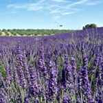 lavanda-lavandula