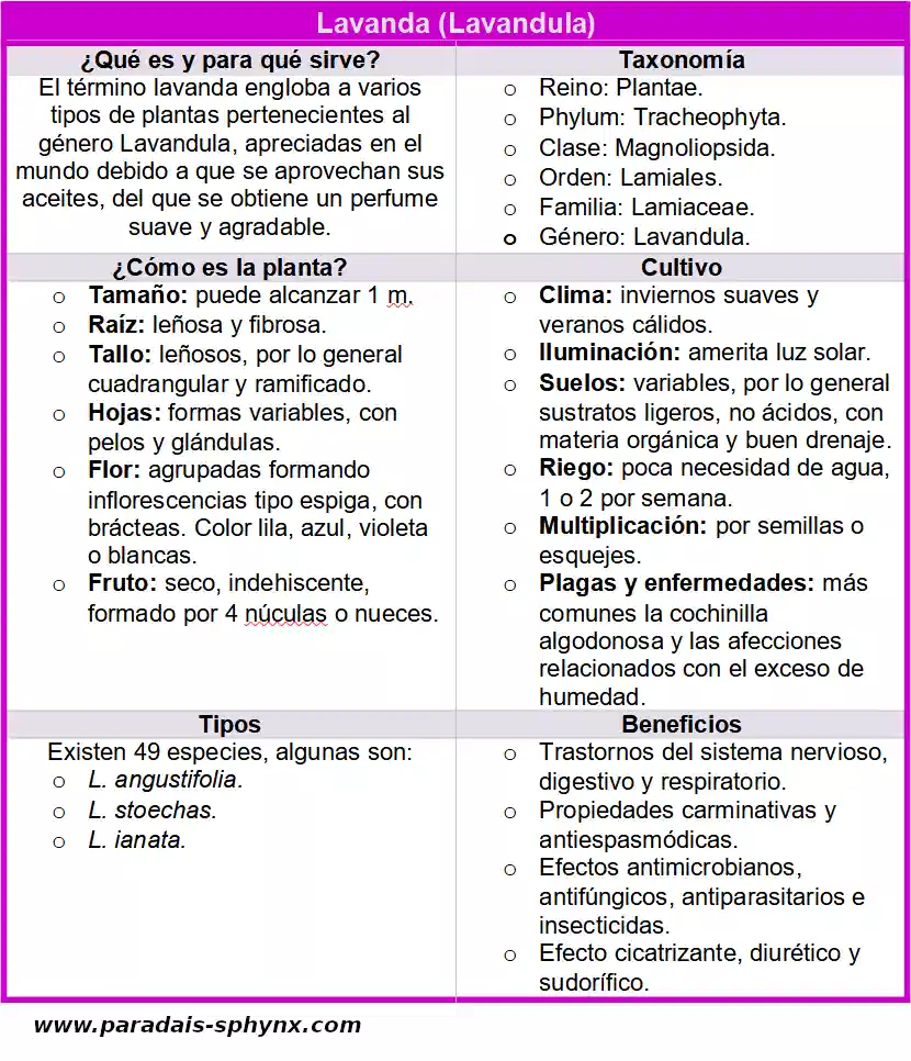 Lavanda (Lavandula), características, cultivo y cuidados, beneficios -  Naturaleza y ecología