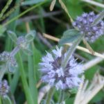 poleo-mentha-pulegium