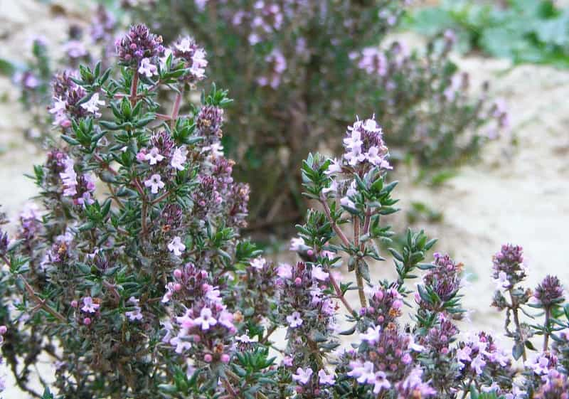 Tomillo (Thymus), características, planta, cultivo, propiedades