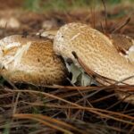 agaricus-augustus-agarico-augusto-champinon-pardo