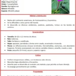 Mirabilis jalapa (periquito, dondiego), características, cultivo y propiedades