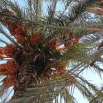 palmera-datilera-phoenix-dactylifera