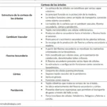 resumen-corteza-de-los-arboles