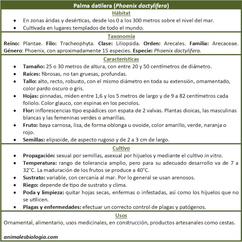 Resumen, ficha sobre la palmera datilera, Phoenix dactylifera