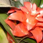 bromelia-bromeliaceae