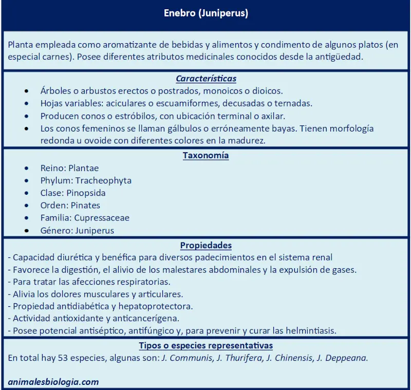 Ficha del enebro (Juniperus)